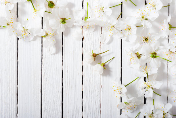 樱花白色木桌背景图片下载