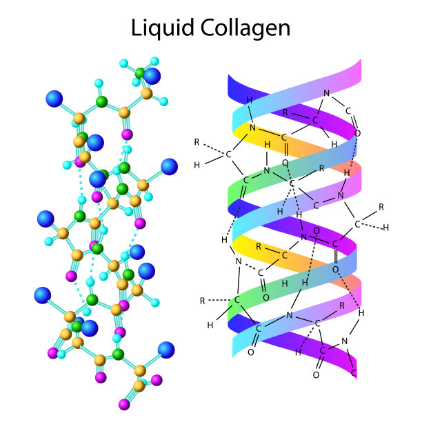 分离的液体胶原蛋白配方矢量图图片下载