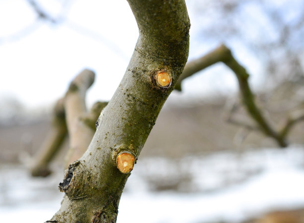 冬天修剪过的苹果树图片下载