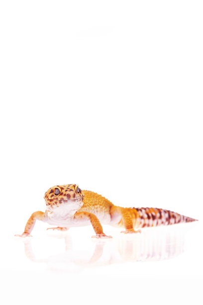 白色的豹壁虎图片下载