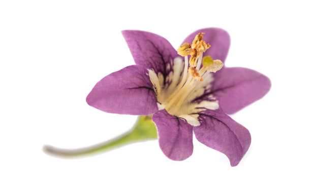 枸杞花图片下载