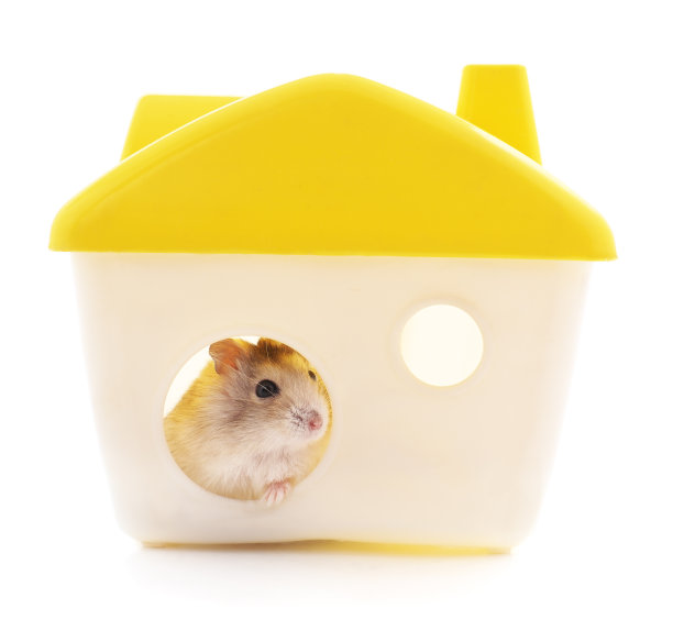仓鼠在房子里。图片下载