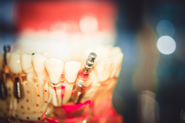 透明的人类牙齿模型图片下载