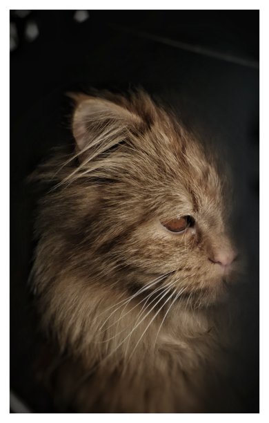 猫模型会话图片下载