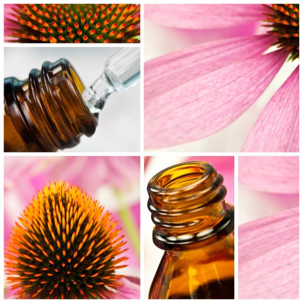 紫色的紫锥菊的花图片下载