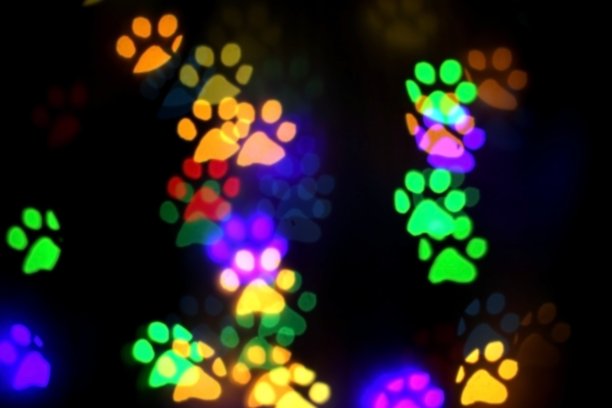 彩色的散景，动物的足迹图片下载