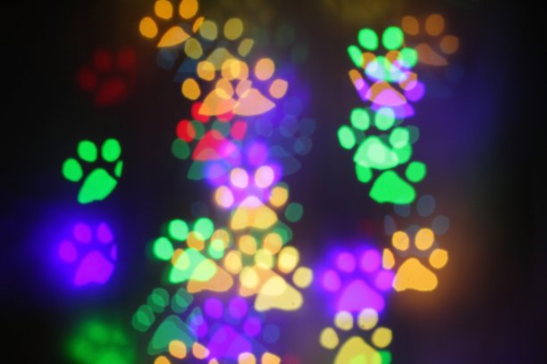 彩色的散景，动物的足迹图片下载