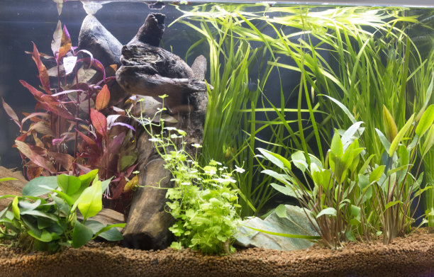 种植淡水鱼缸图片下载