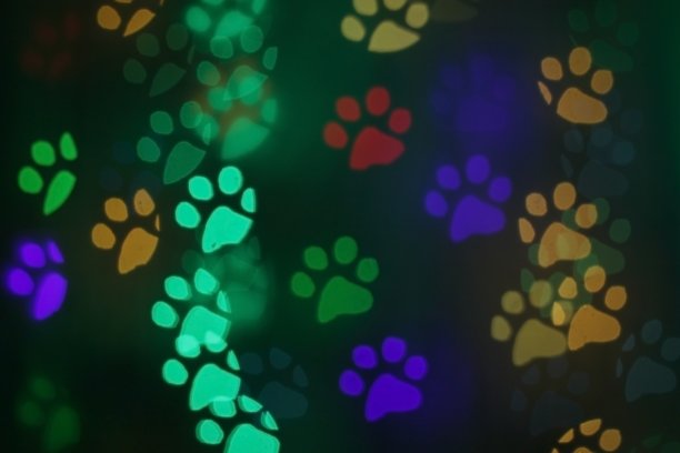 彩色的散景，动物的足迹图片下载