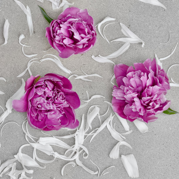 顶视图牡丹与纸的背景图片下载