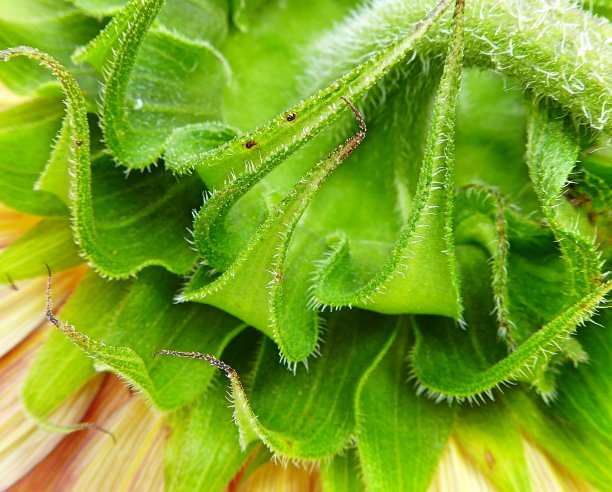 向日葵背后图片下载