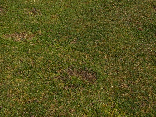 使用天然绿草纹理或背景图片下载