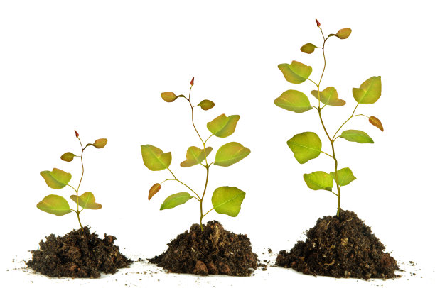 白色背景上的树苗图片下载