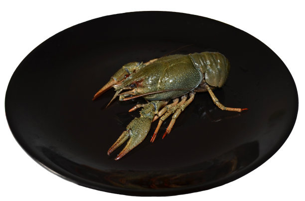 孤立的灰色活小龙虾在光滑的黑色盘子上。新鲜的、未煮熟的、生的小龙虾图片下载