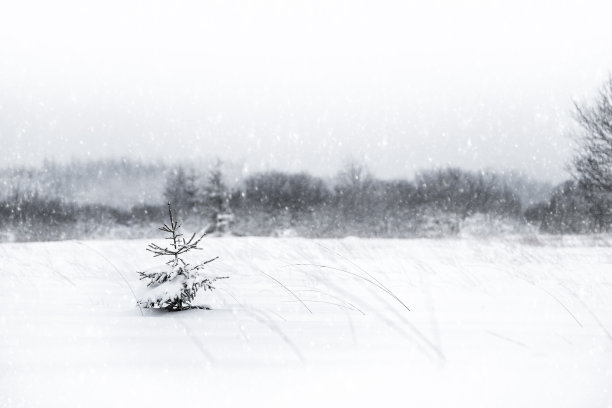 小圣诞树在雪景中图片下载