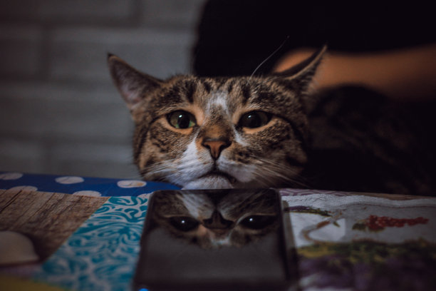 桌子上的猫图片下载