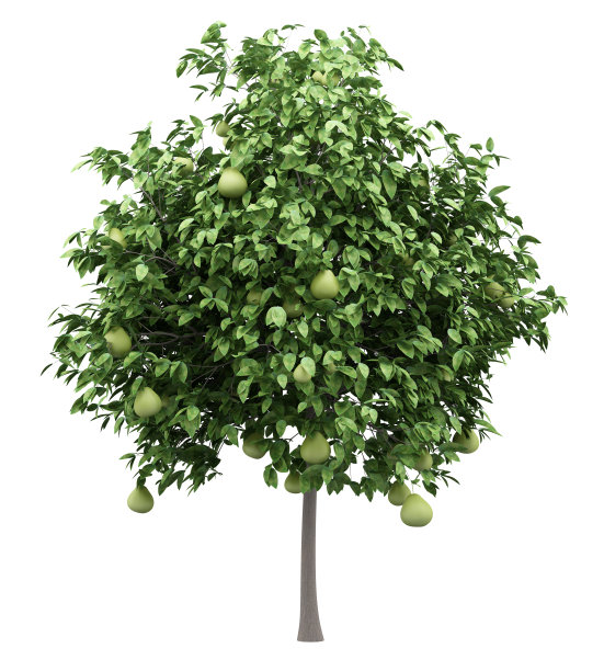 在白色背景上有孤立的果实的柚子树图片下载