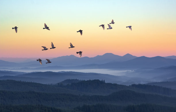 雾蒙蒙的早晨，群山中飞过飞鸟的剪影。宁静的日出，柔和的阳光和层层薄雾。山地景观与薄雾在林地在柔和的颜色图片下载