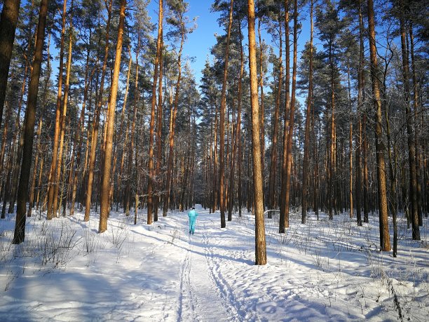 雪山松林里有一个人在远处滑雪图片下载
