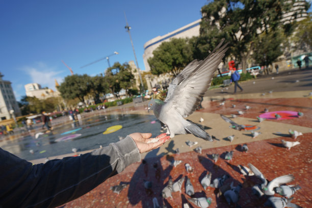 在巴塞罗那的西班牙广场喂鸽子图片下载