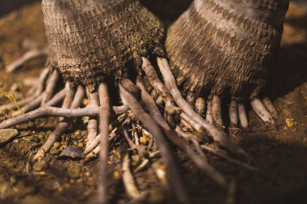 棕褐色照片中一棵棕榈树的根深深扎入土壤图片下载