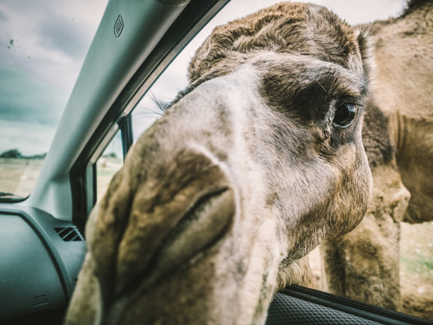 骆驼和单峰驼图片下载
