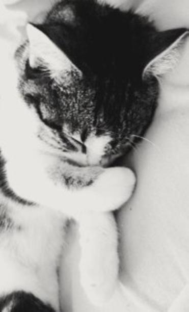 猫午睡图片下载