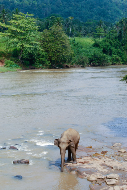 大象在斯里兰卡的河里洗澡图片下载