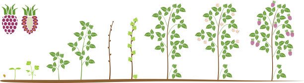 白色背景上分离的覆盆子的两年生命周期。从播种到收获红浆果的生长阶段图片下载