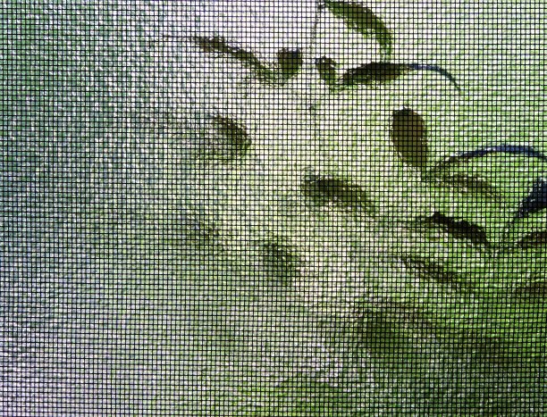 秋天的地毯。抽象。通过窗口。图片下载