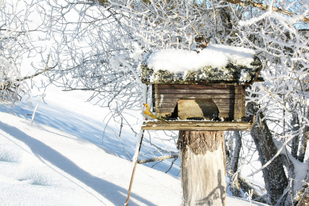 鸟屋在冬季花园与装饰鸟类吸引真正的鸟类图片下载