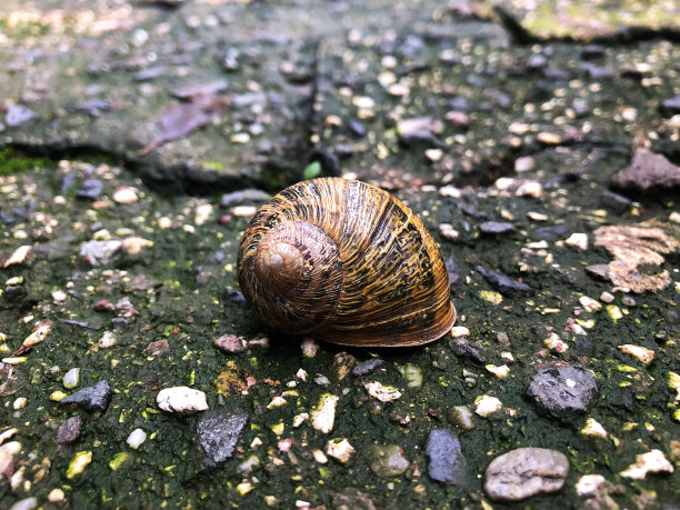 蜗牛的壳。图片下载