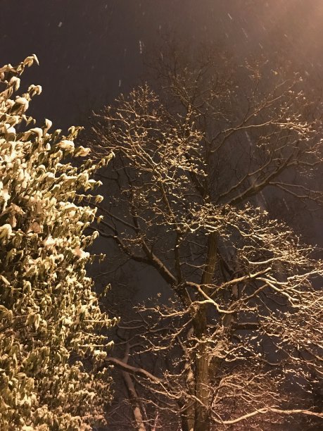 雪覆盖的树图片下载