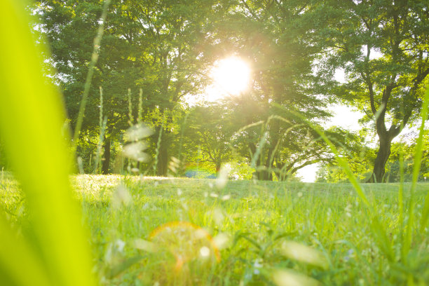 春天的花园图片下载
