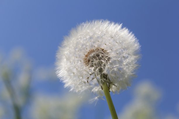 一个蓬松的蒲公英微距与蓝天的背景图片下载
