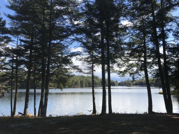 松树轮廓图片下载