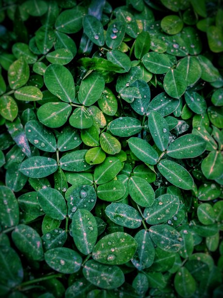 宁静的绿色图片下载