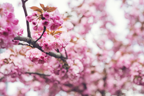 樱花图片素材ID：331306416