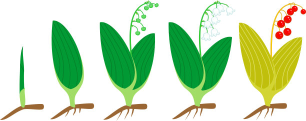 铃兰的生命周期。从绿芽到成虫的生长阶段，有花，红浆果，根系图片下载