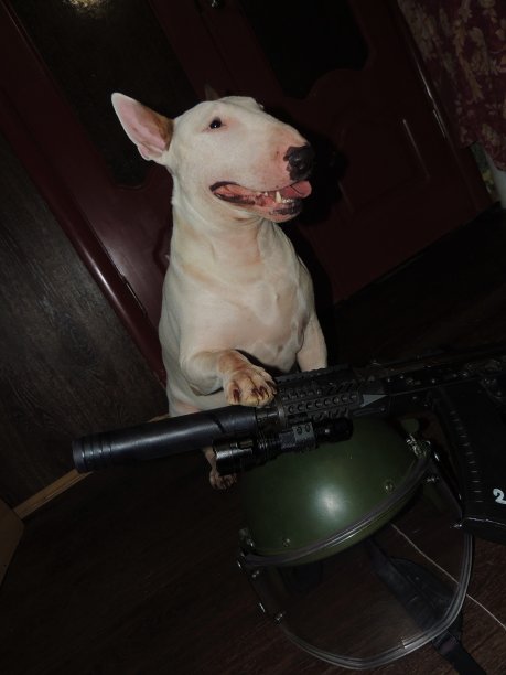 军事装备特种部队士兵和斗牛犬图片下载