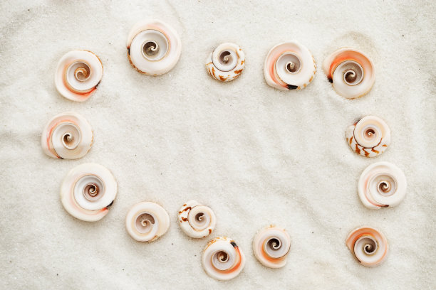 从外壳框架。贝壳上天然的白色海盐背景。图片下载