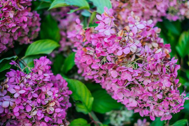 粉红色的绣球花花图片下载