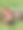 在俄罗斯阿尔泰的草地上烘焙工艺陶器图片下载
