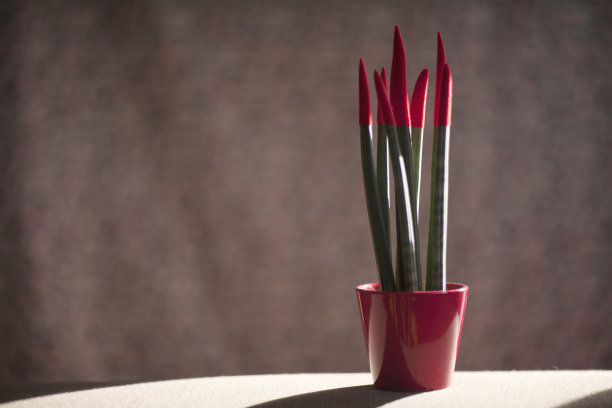 仙人掌图片下载