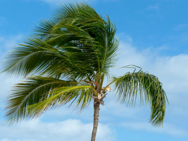 棕榈树被风吹动图片下载