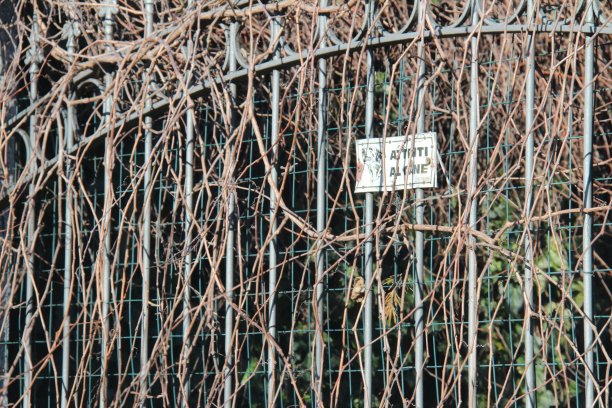 房子的篱笆+照顾狗图片下载