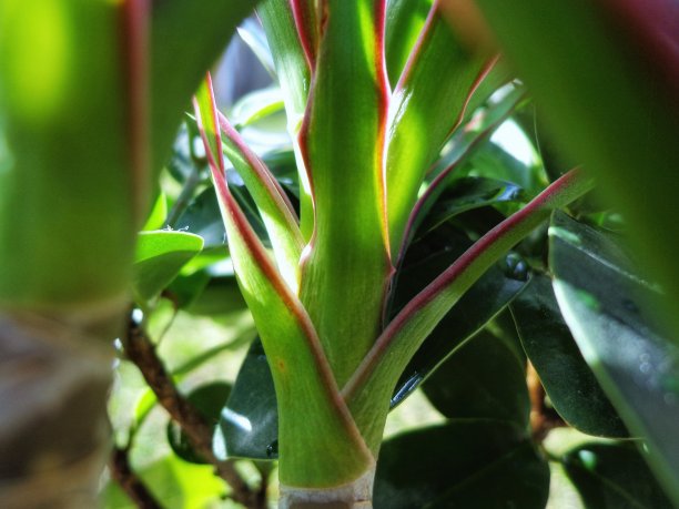 美丽的植物特写照片。图片下载