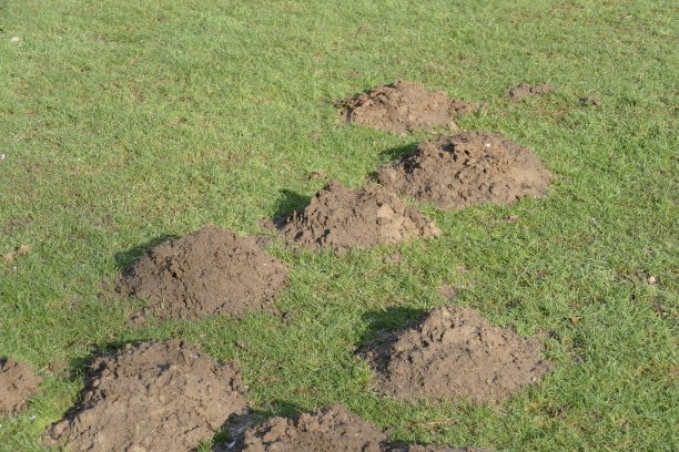 草坪上的鼹鼠山图片下载