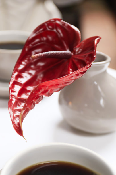 红色花烛属植物图片下载