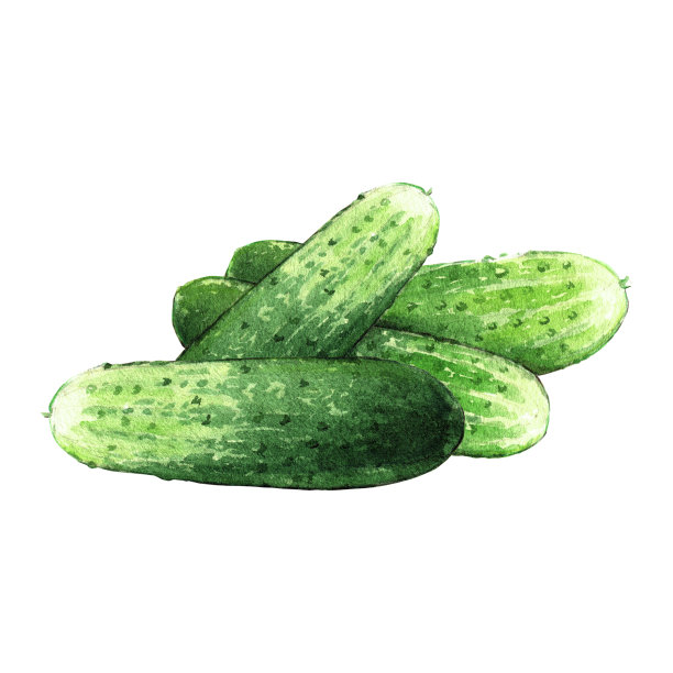 黄瓜水彩插图在白色的背景图片下载
